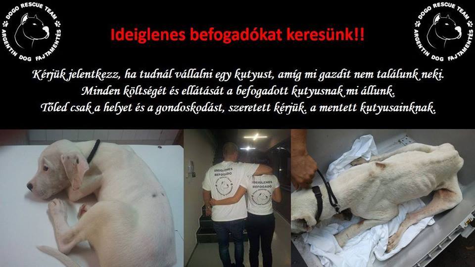 Segítség kell az Argentin dogoknak!