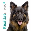 Miért kell a kutyámat vakcinázni?