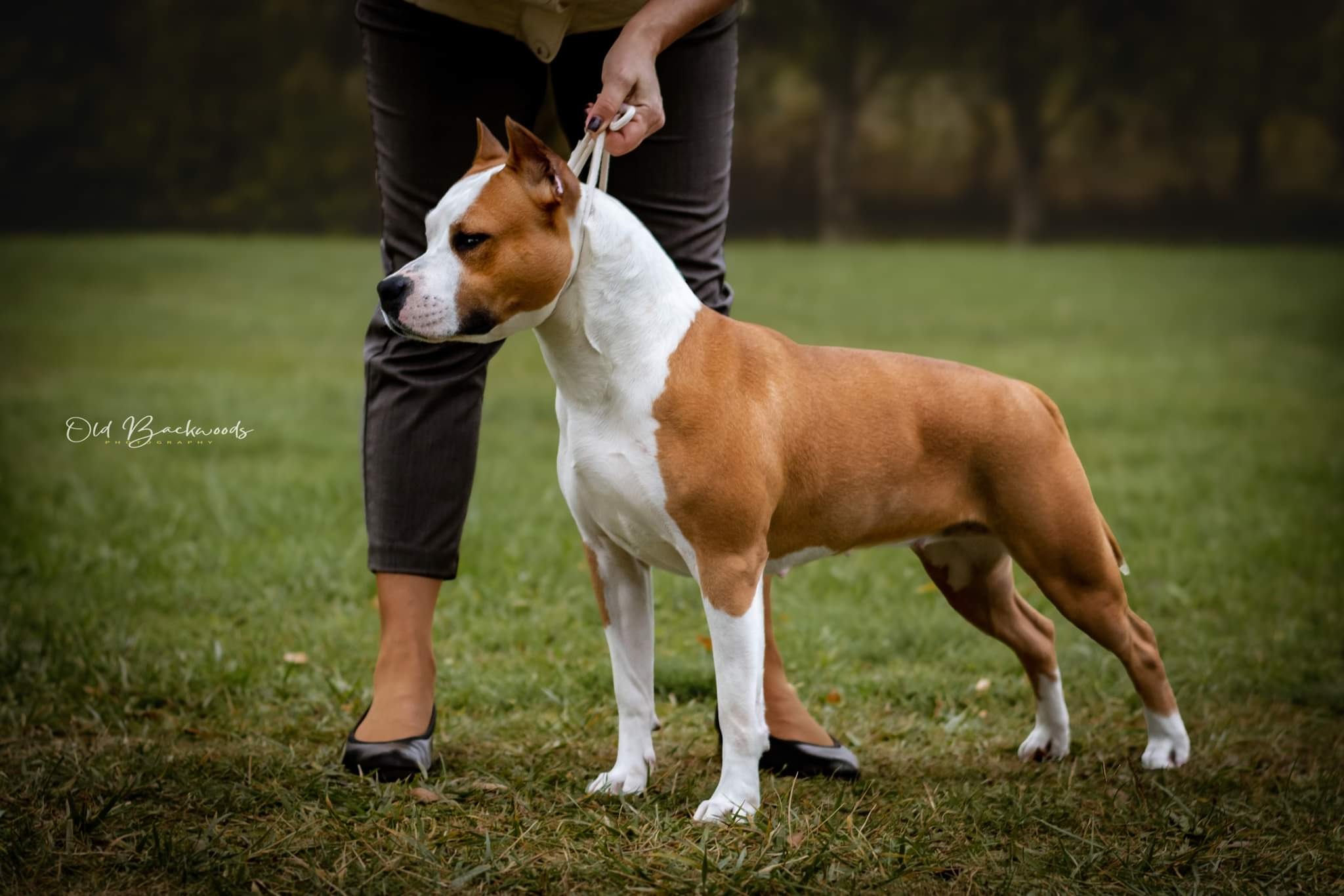 From Power of Freedom Amerikai staffordshire terrier és Border terrier kennel