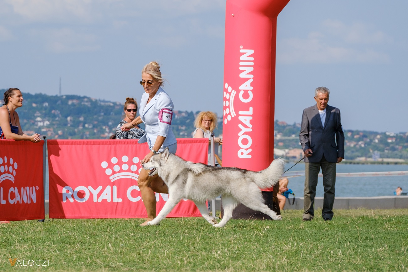 Stamiel kennel