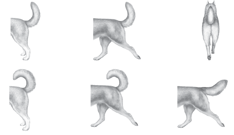 Szibériai husky