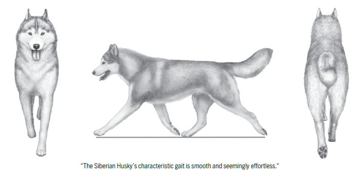 standard_mozgas_husky.png