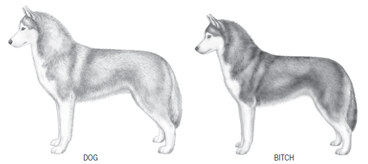 sziberiai_husky_altalanos_megjelenes.png