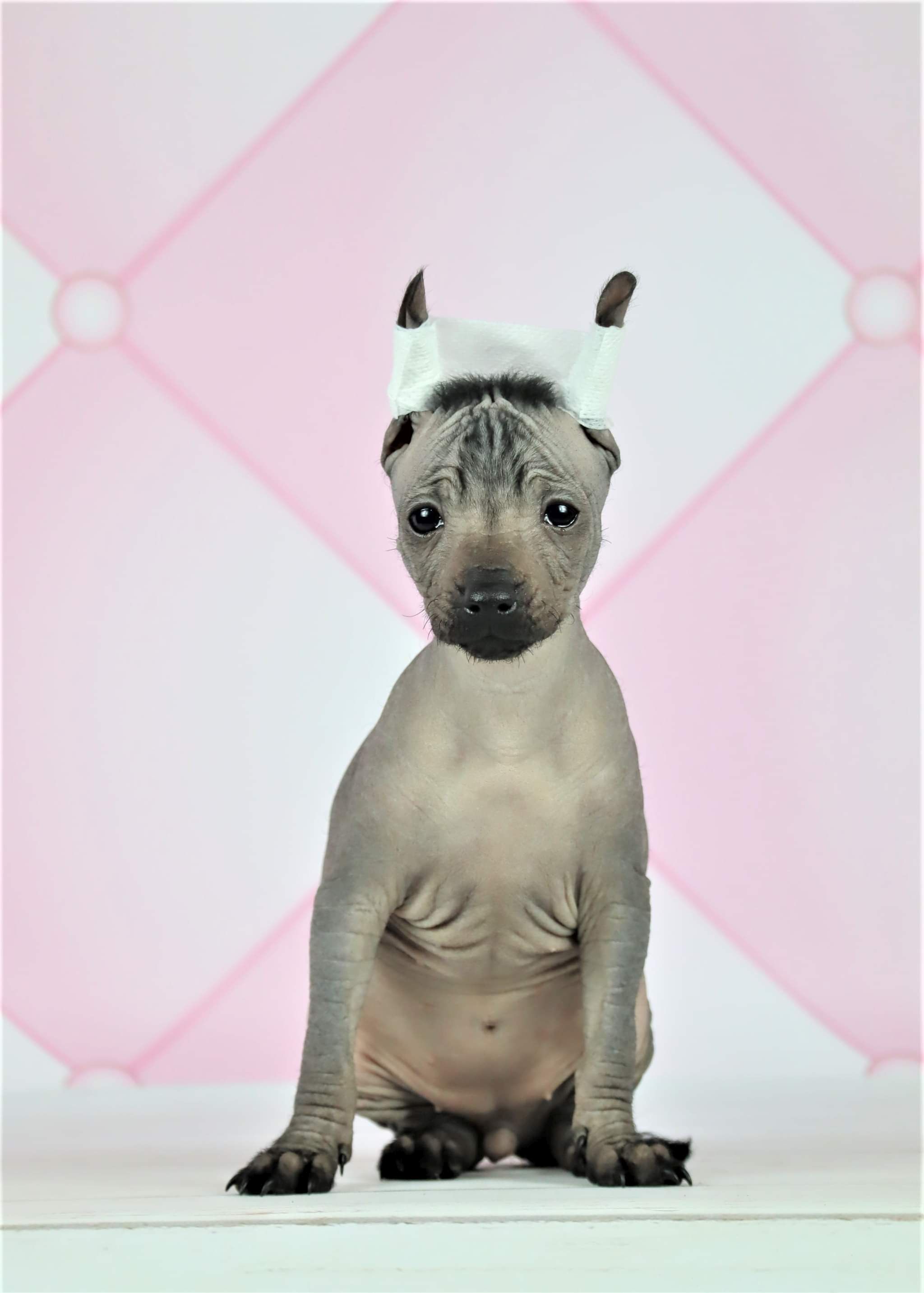 Mexikói meztelen kutya Miniature/ Xoloitzcuintle