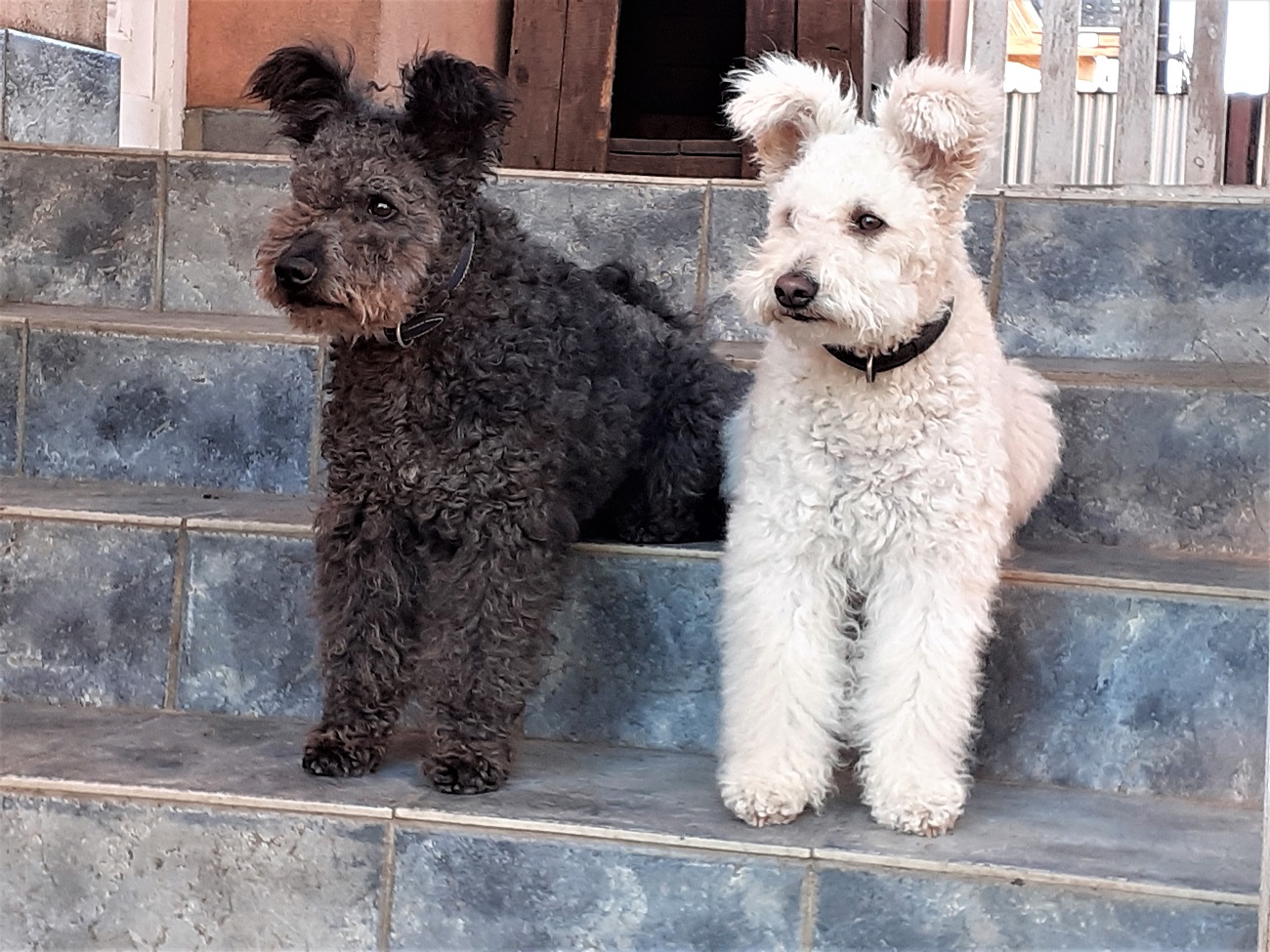 SERTEPERTI Pumi Kennel