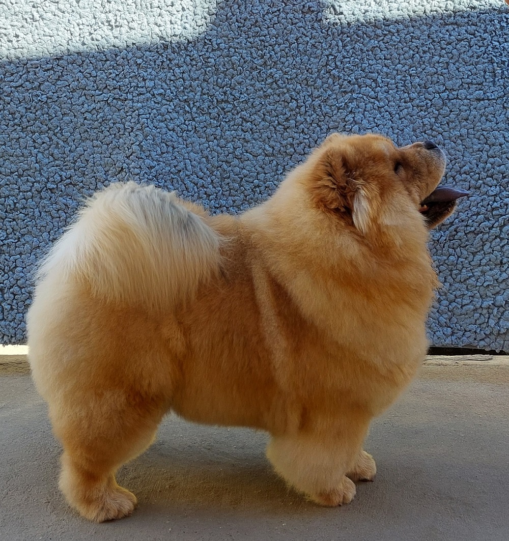 Csau csau - chow-chow