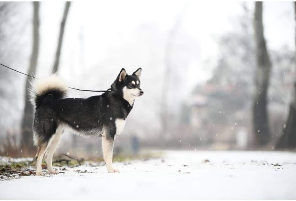 Dog force