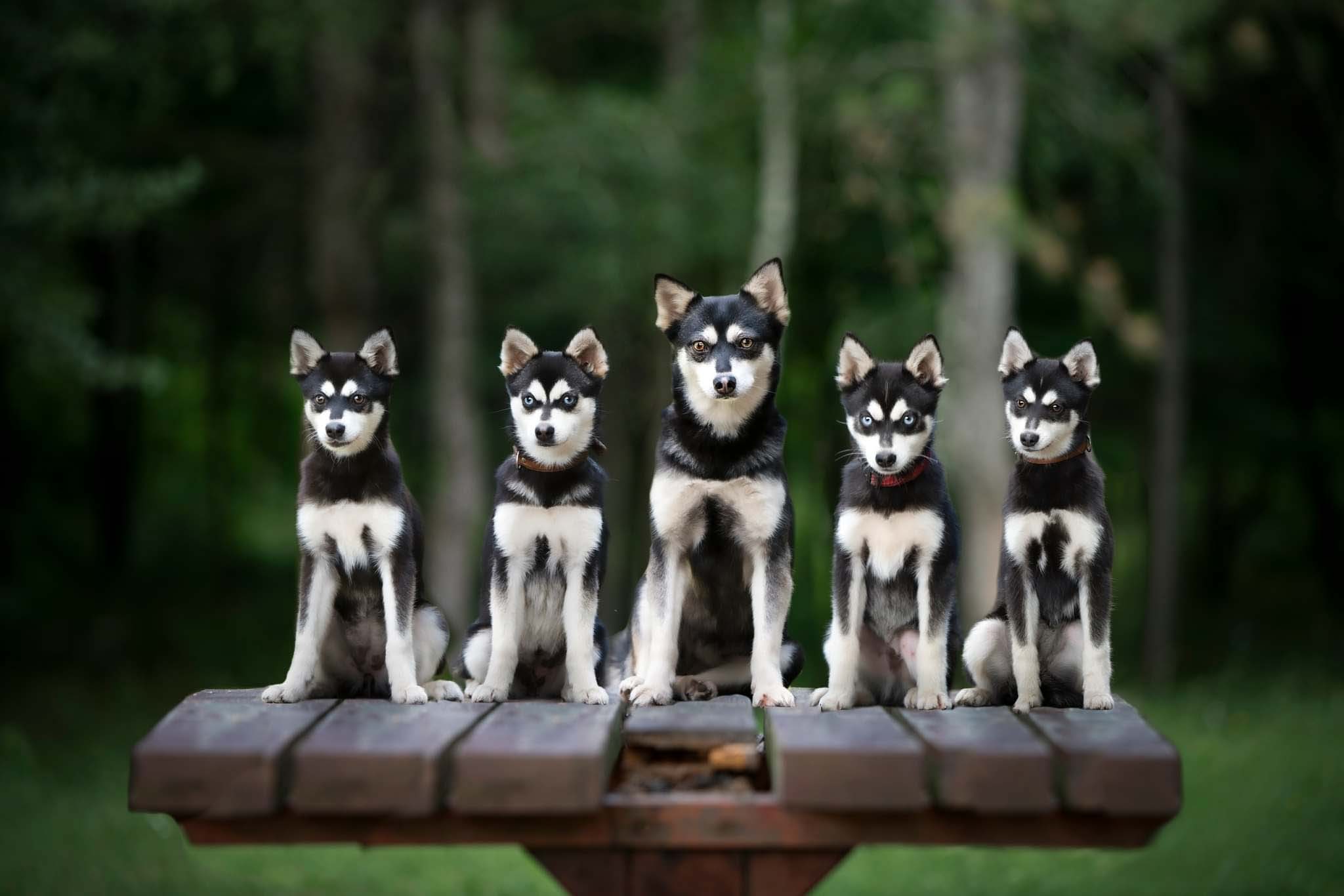 Dog force