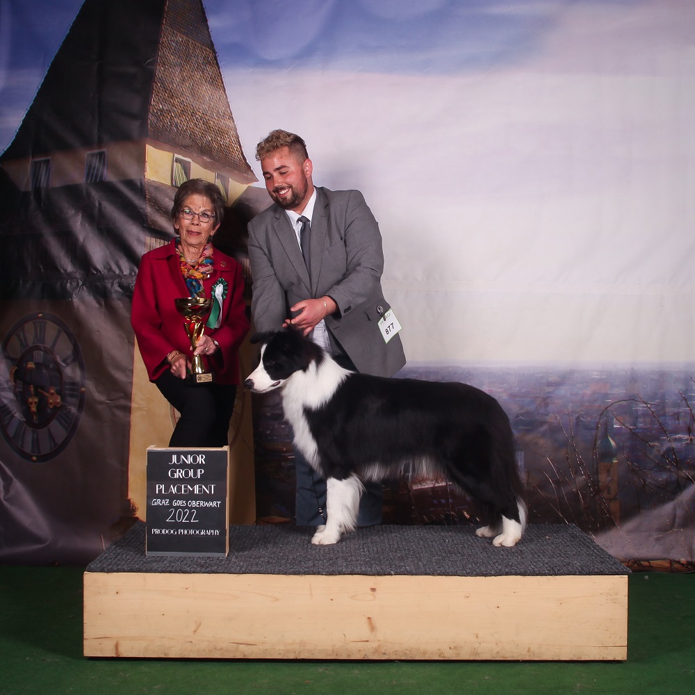 Shadow of The Sheen Border collie Kennel