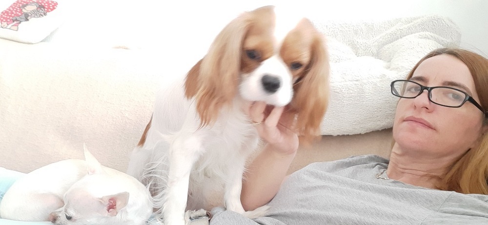 SzeTi\'s Best Cavalier kennel