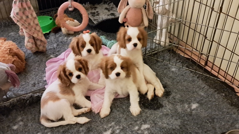 SzeTi's Best Cavalier kennel