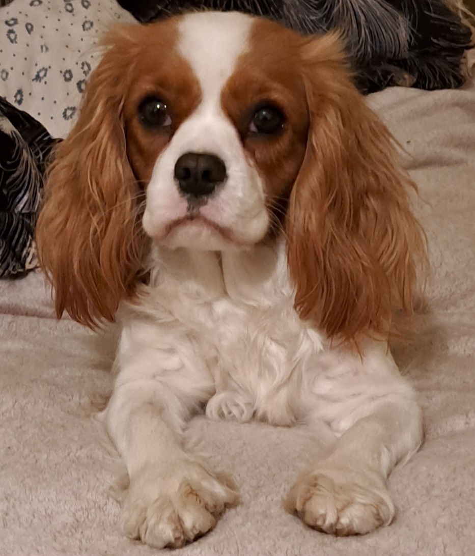 SzeTi's Best Cavalier kennel