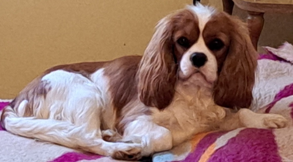SzeTi's Best Cavalier kennel