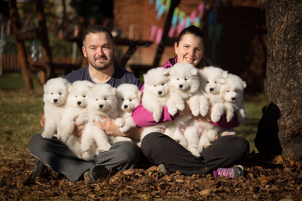 Moonlight Melody Samoyed Kennel