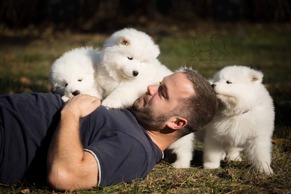 Moonlight Melody Samoyed Kennel