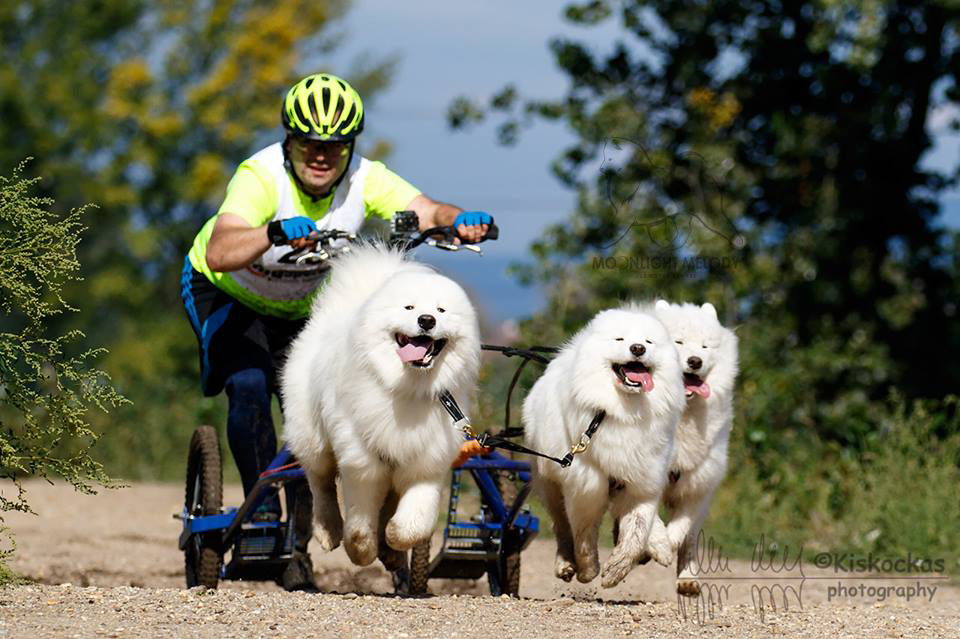 Moonlight Melody Samoyed Kennel