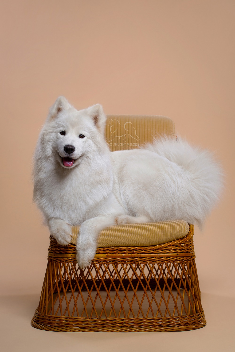 moonlightmelodysamoyeds