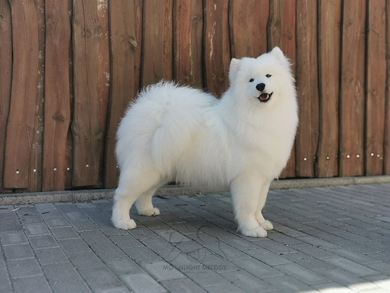 Moonlight Melody Samoyed Kennel