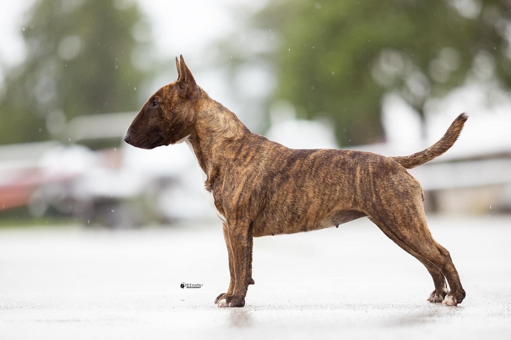 Bulltiful kennel