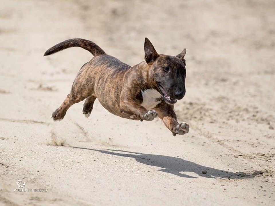 Bulltiful kennel