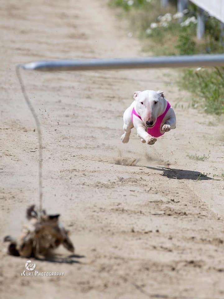 Bulltiful kennel