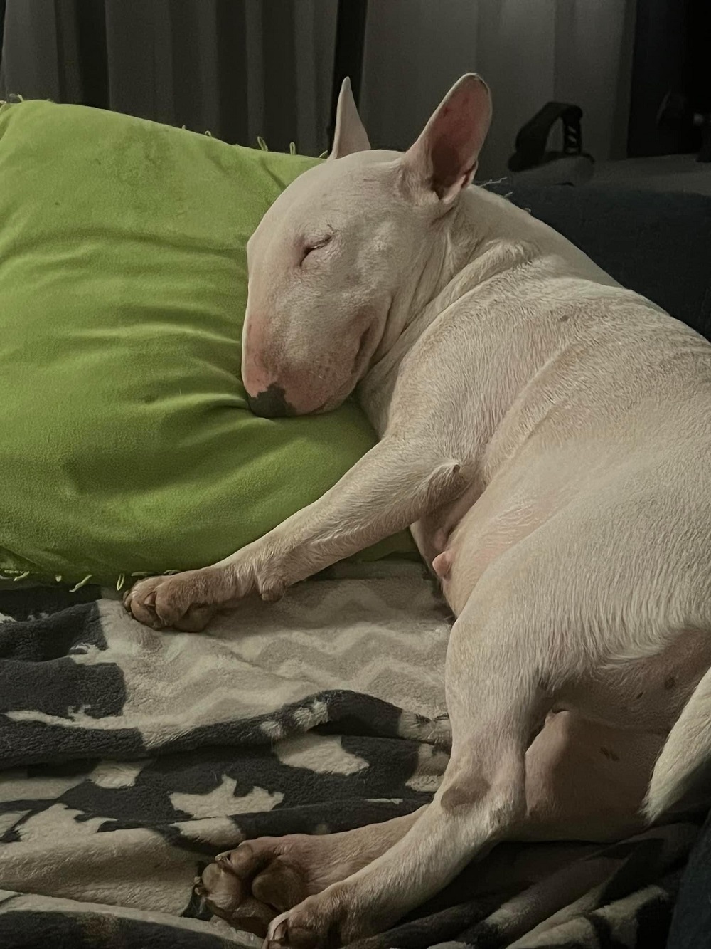 Bulltiful kennel