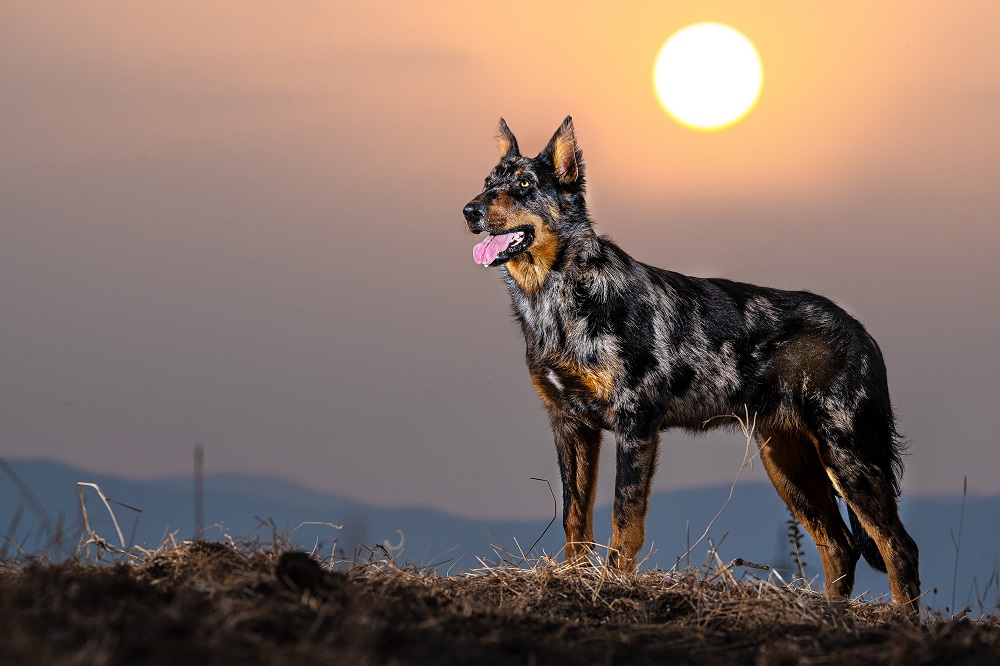 Beauceron