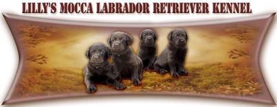 Lilly’s Mocca Labrador Retriever Kennel