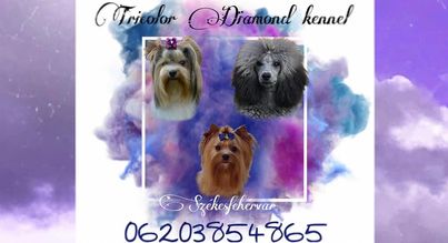 Tricolor Diamond Kennel