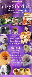 Silky Stardust kennel