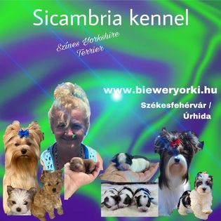 Sicambria kennel