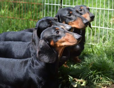 Proud Hunter Standard rövidszőrű tacskó kennel