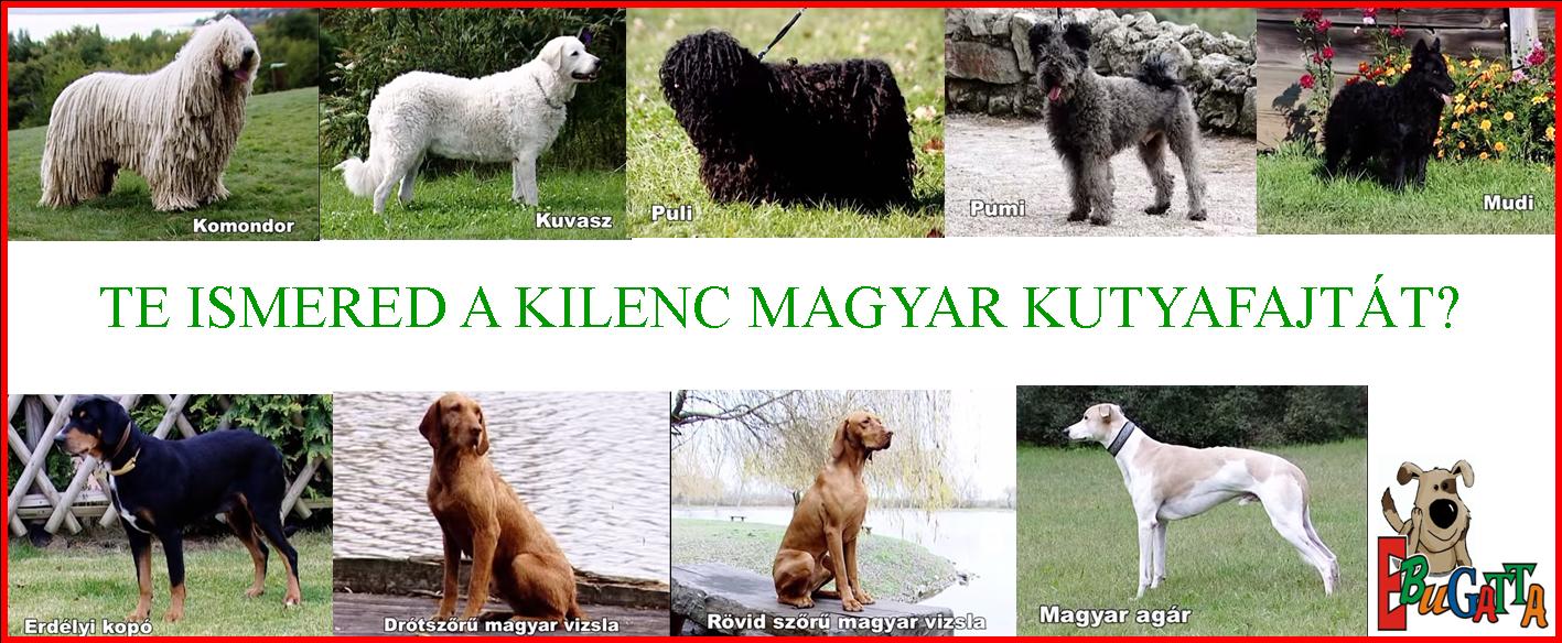 9magyar.jpg