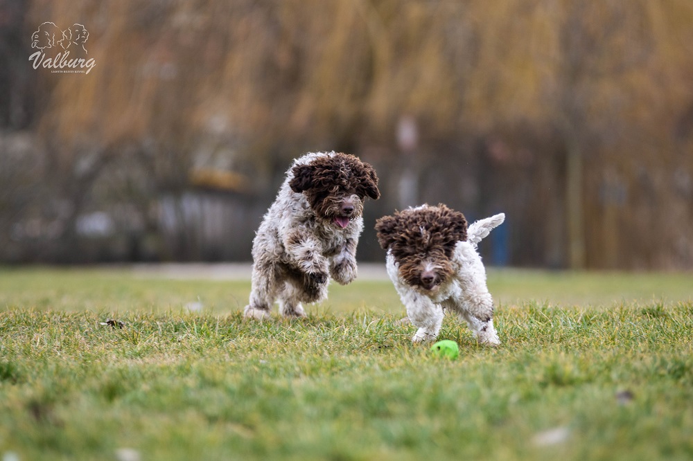 Lagotto romagnolo - a legendás szarvasgombász