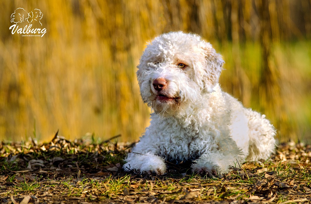 Valburg Lagotto Heaven Kennel Lagotto Romagnolo