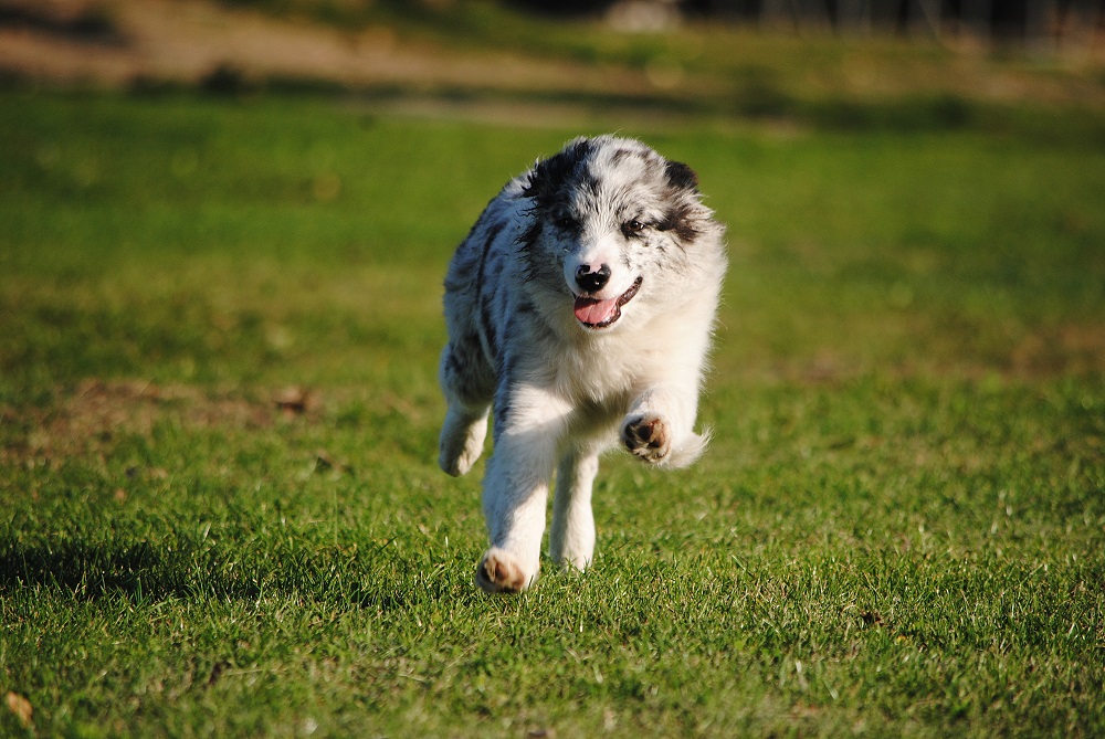 Border Collie