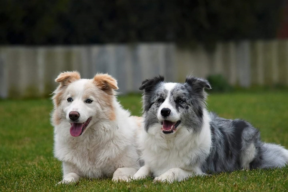 Border Collie