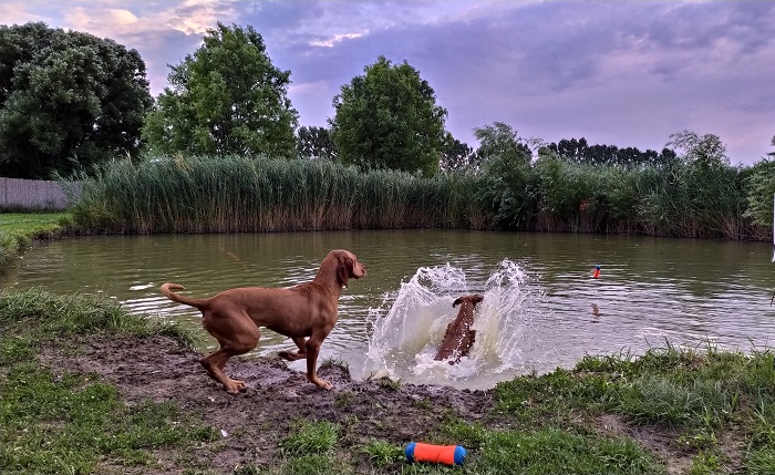 Vizsla-Tó kutyapancsoló