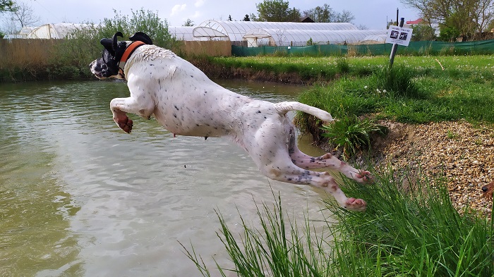 Vizsla-Tó kutyapancsoló