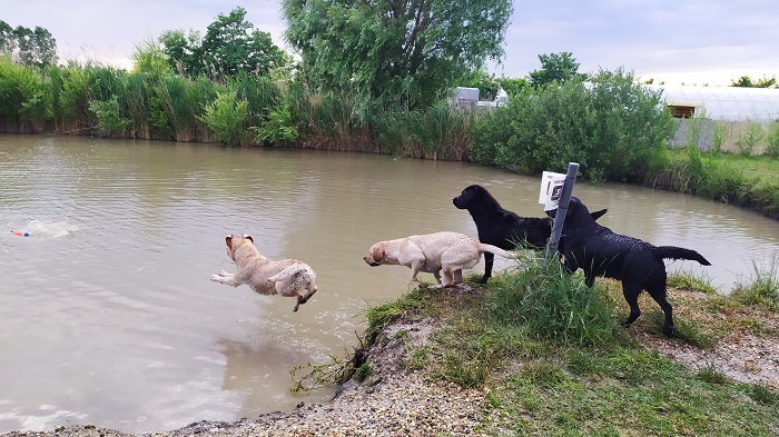 Vizsla-Tó kutyapancsoló