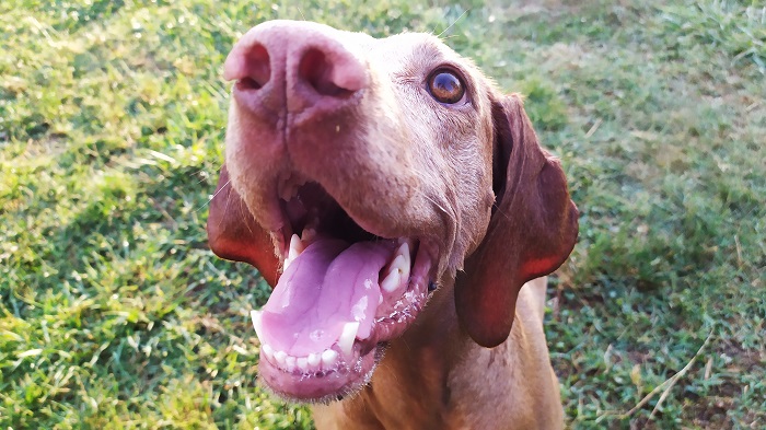 Vizsla-Tó kutyapancsoló