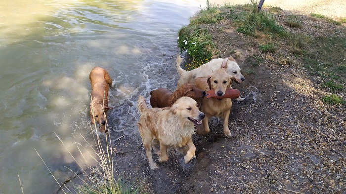 Vizsla-Tó kutyapancsoló