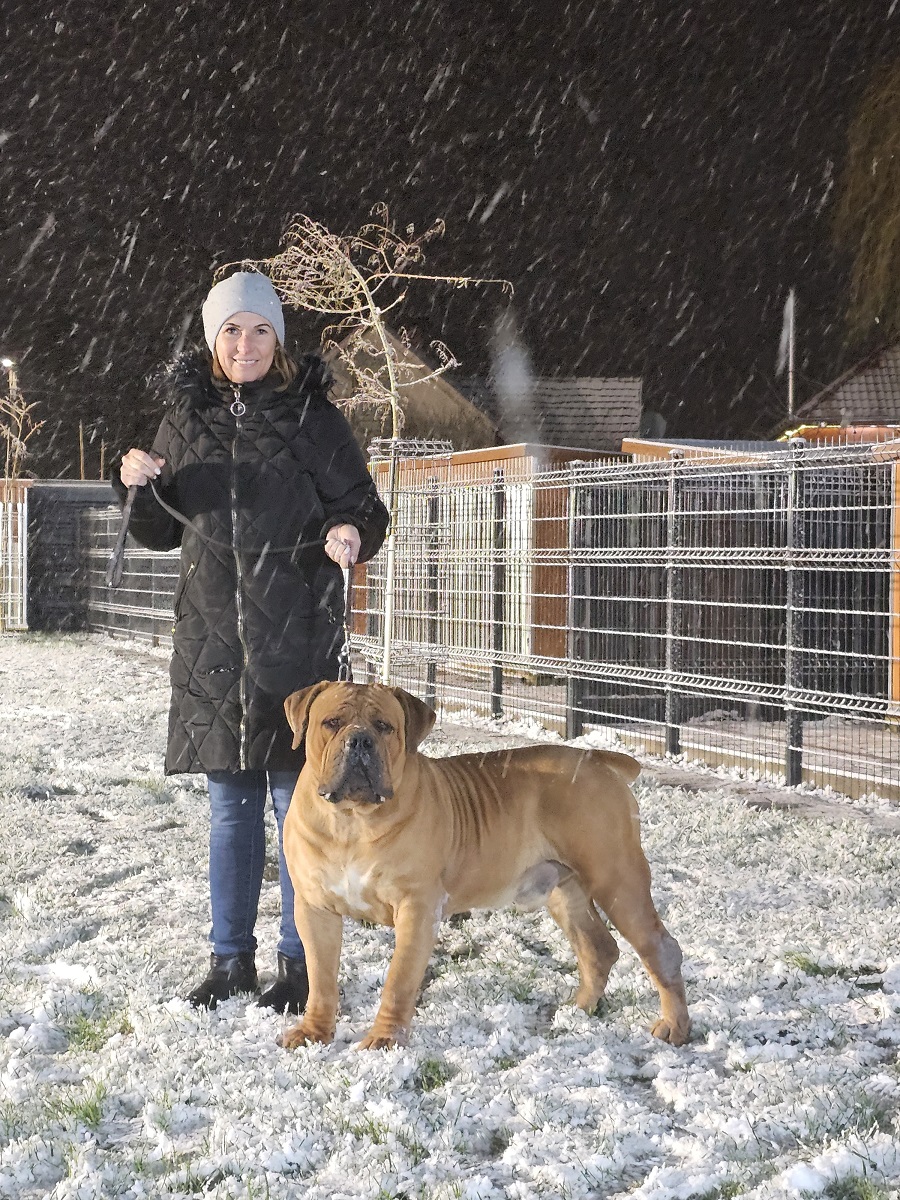 BOERBOEL azaz a Dél-Afrikai Masztiff