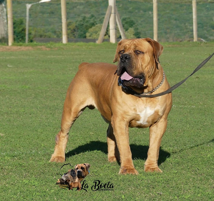 BOERBOEL