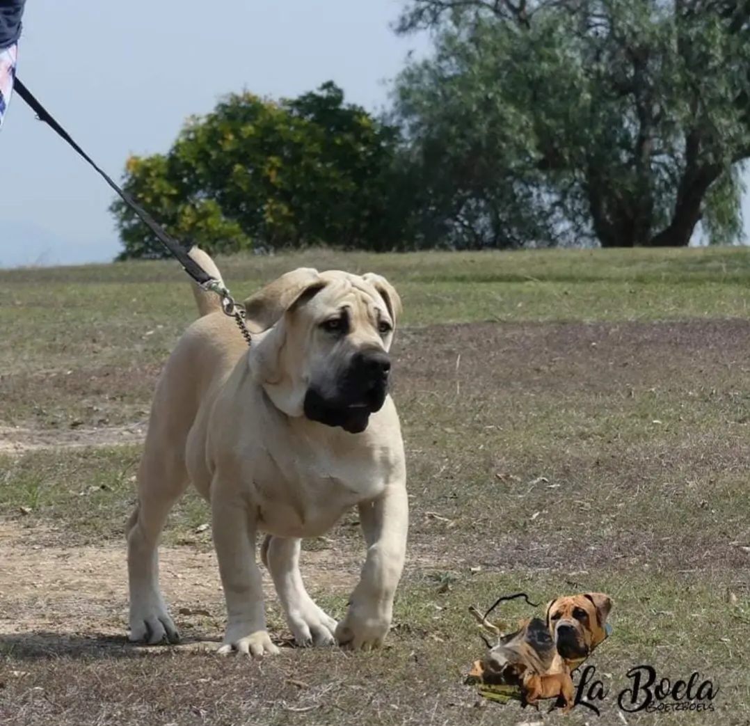 BOERBOEL