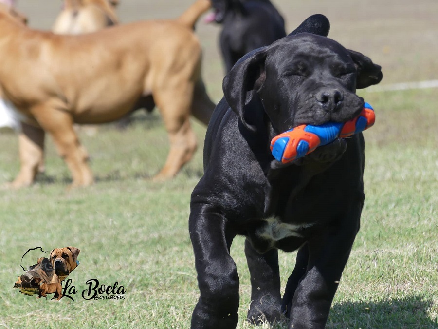 SAMSON BOERBOELS KENNEL