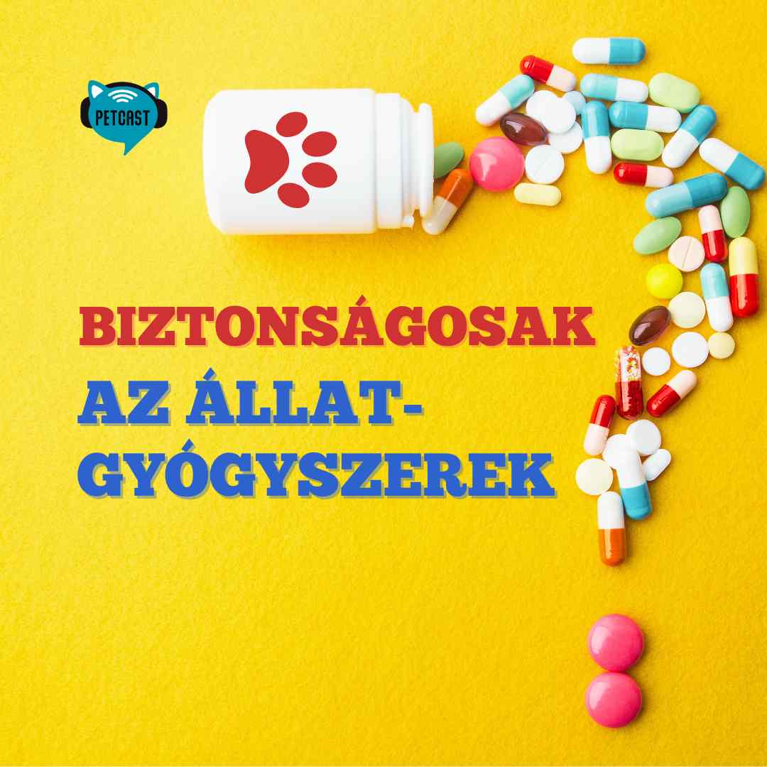 Az állatgyógyszerek biztonságosak? Kaphat emberi gyógyszert a cica, kutya?