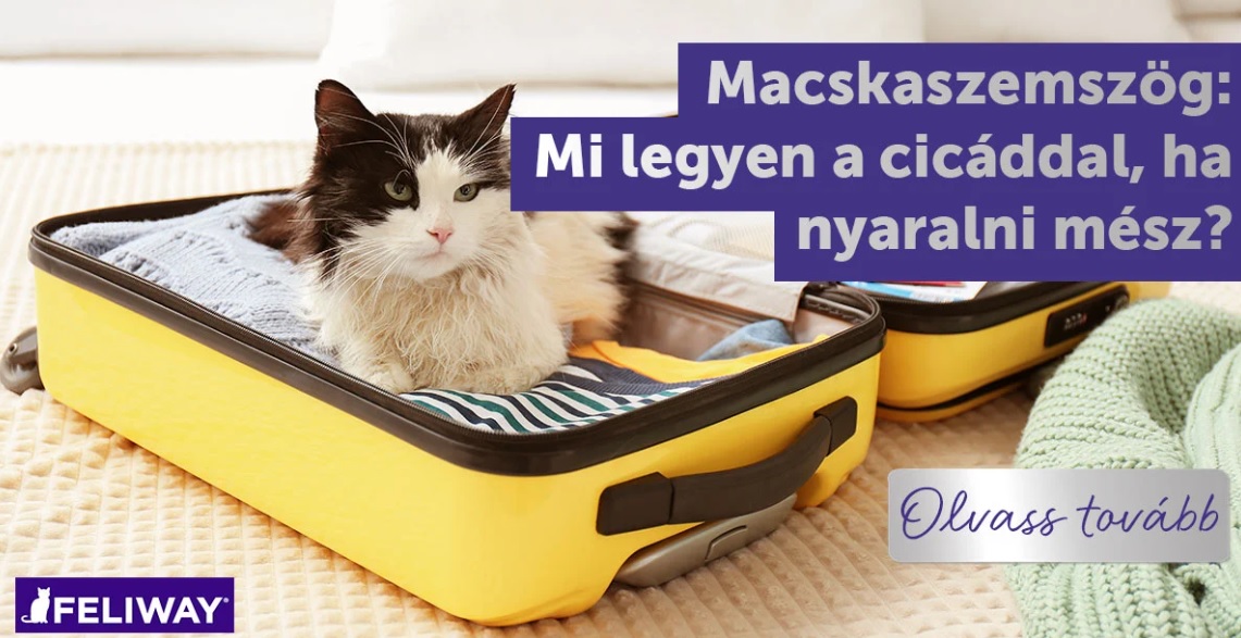 Mi legyen a cicáddal, ha nyaralni mész?