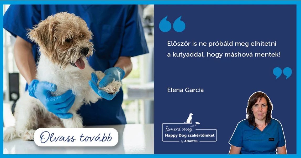 Így készítsd fel a kutyád az állatorvosra!