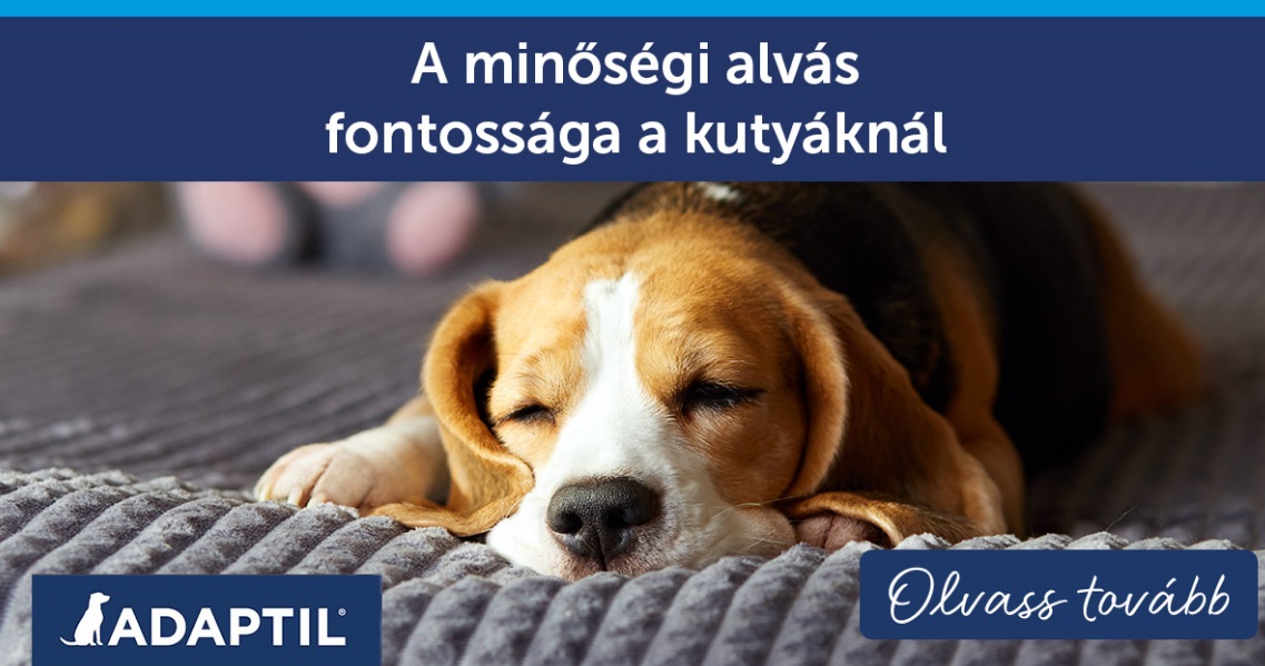 A minőségi alvás fontossága a kutyáknál